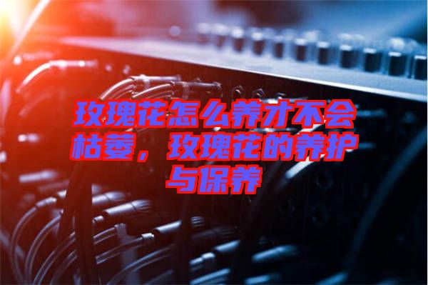 玫瑰花怎么養才不會枯萎，玫瑰花的養護與保養
