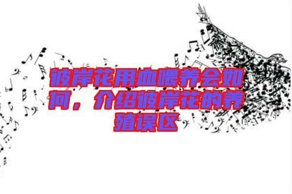 彼岸花用血喂養會如何，介紹彼岸花的養殖誤區